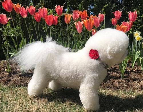 Dog Collar Flower - Rose