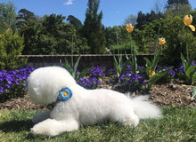 Dog Collar Flower - Wildflower