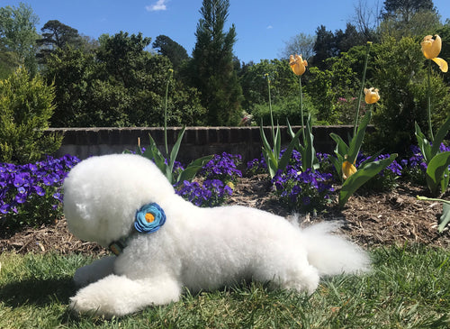 Dog Collar Flower - Wildflower