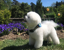 Dog Collar Flower - Wildflower