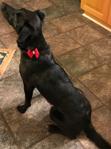 Nouveau Bow Collar