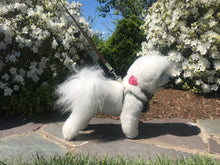 Dog Collar Flower - Hydrangea