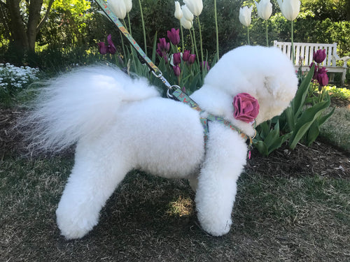 Dog Collar Flower - Hydrangea